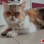 harga kucing persia peaknose