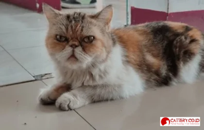 harga kucing persia peaknose
