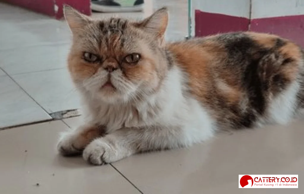 harga kucing persia peaknose