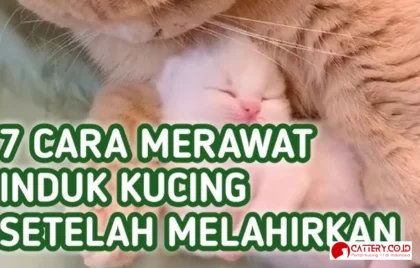 induk kucing setelah melahirkan