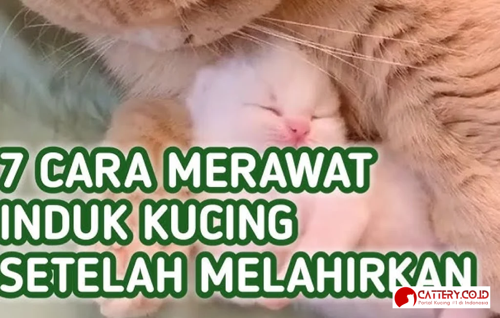 induk kucing setelah melahirkan