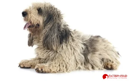 informasi ras anjing basset griffon vendeen