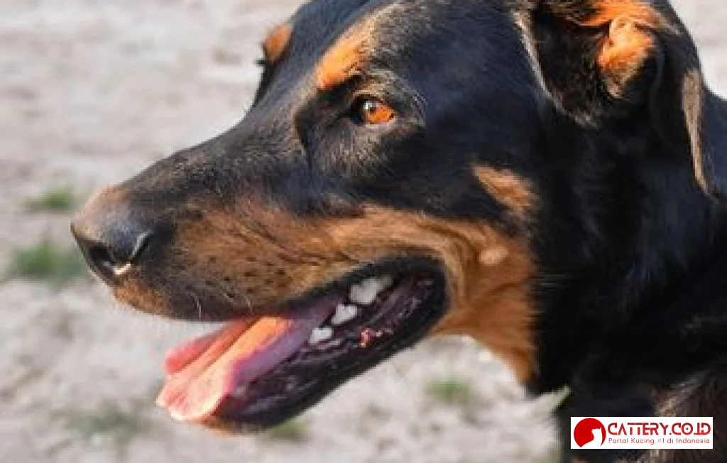 informasi ras anjing beauceron