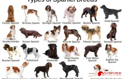 informasi ras anjing Brittany