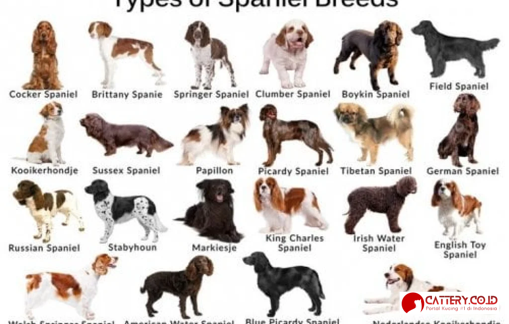 informasi ras anjing Brittany