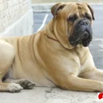 informasi ras anjing bullmastiff