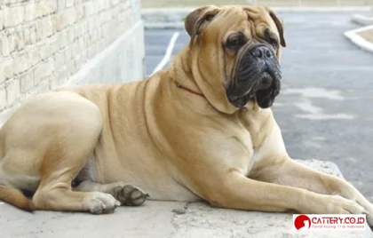 informasi ras anjing bullmastiff