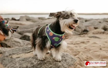 informasi ras anjing collie berjenggot