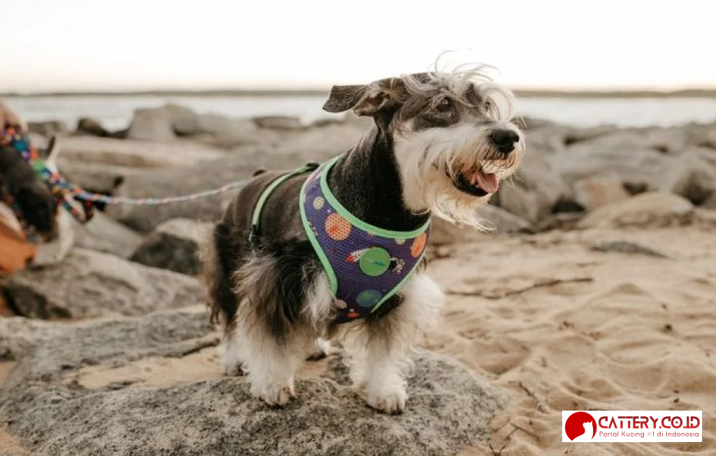 informasi ras anjing collie berjenggot