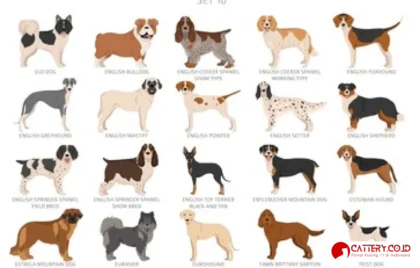 informasi ras anjing english setter