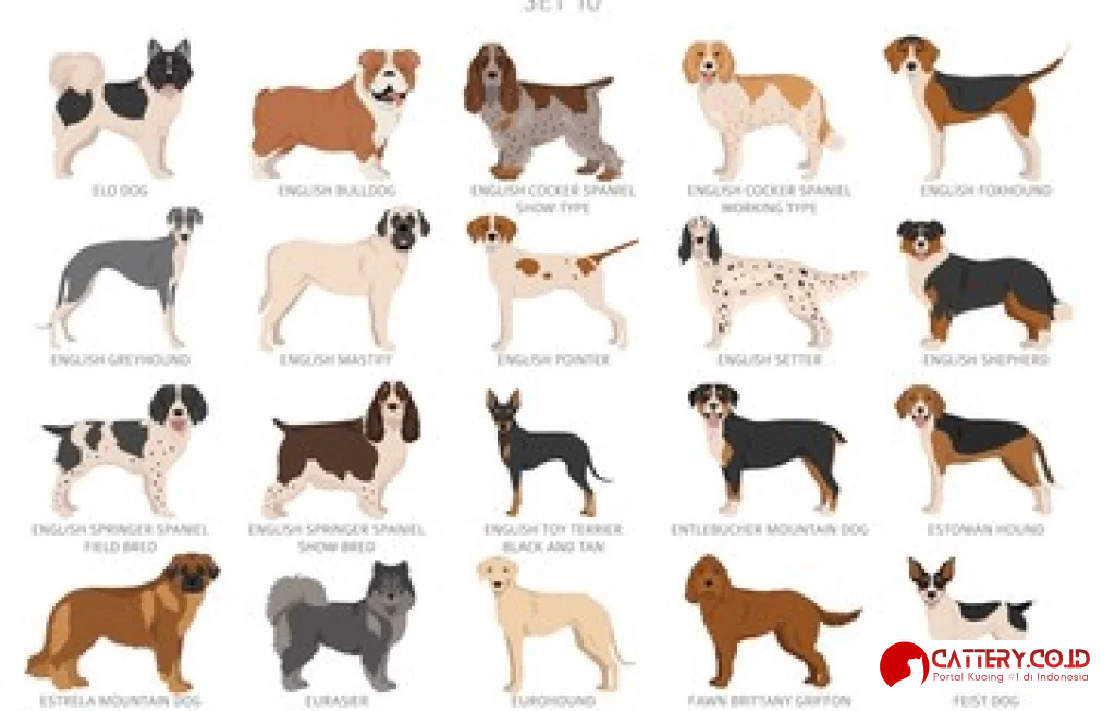 informasi ras anjing english setter