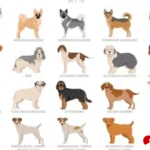 informasi ras anjing otterhound