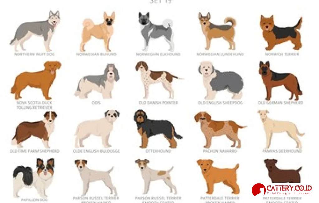 informasi ras anjing otterhound