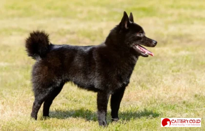 informasi ras anjing schipperke