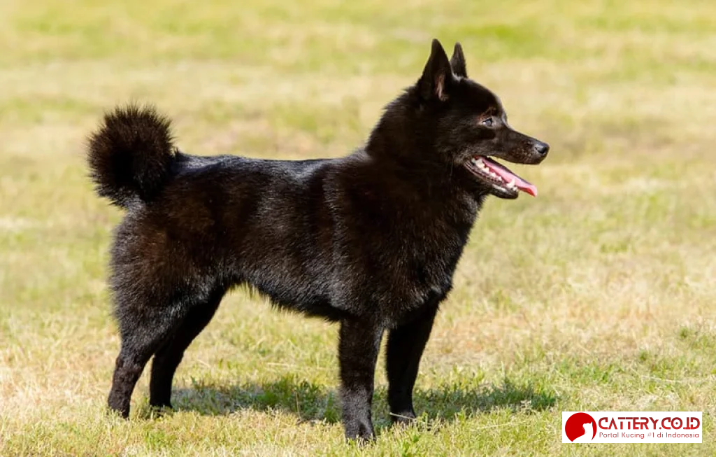 informasi ras anjing schipperke