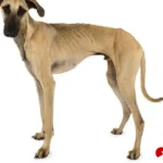 informasi ras anjing Sloughi