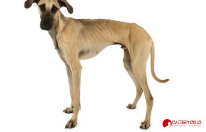 informasi ras anjing Sloughi