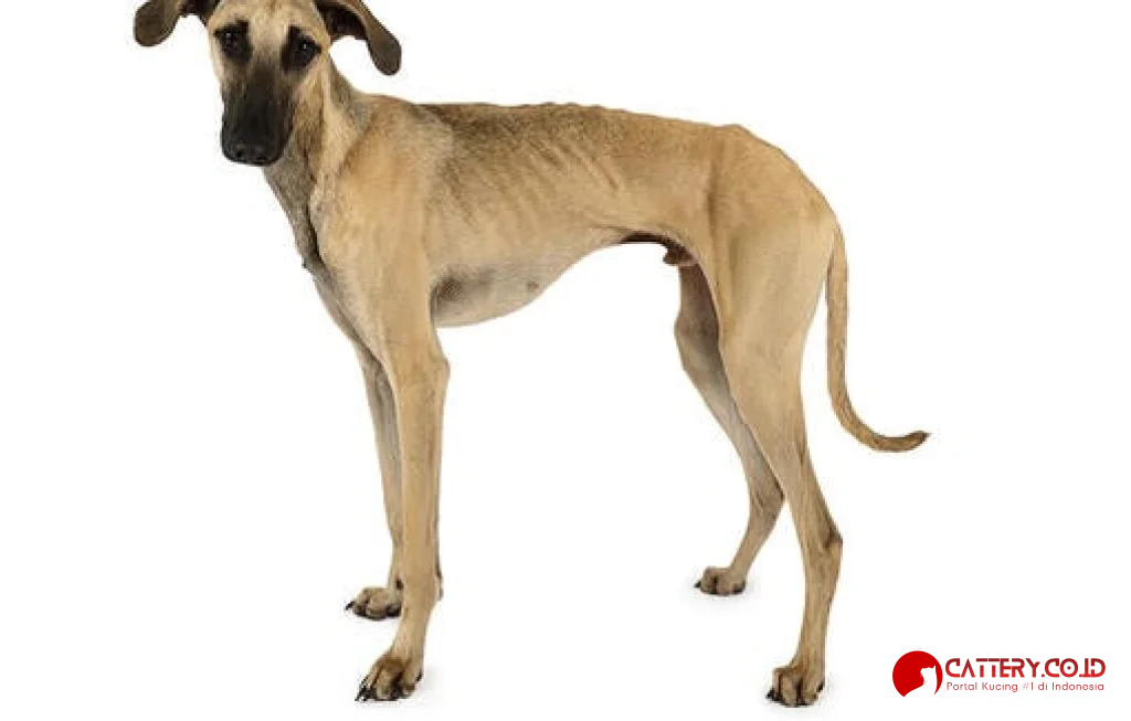 informasi ras anjing Sloughi