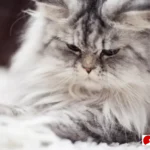 jenis kucing peliharaan