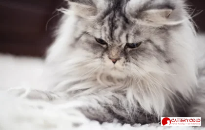 jenis kucing peliharaan