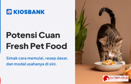 jualan pulsa santai dengan kucing