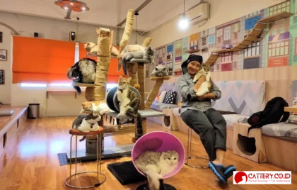 kafe kucing kemang bintaro