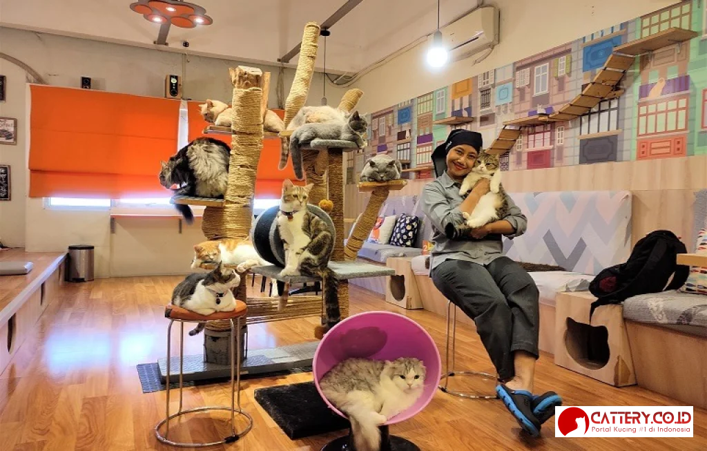 kafe kucing kemang bintaro