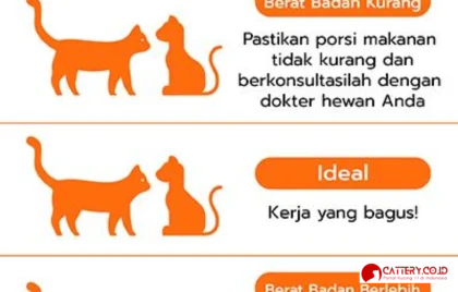 kebiasaan kucing sehari hari
