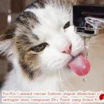 kebutuhan minum kucing harian