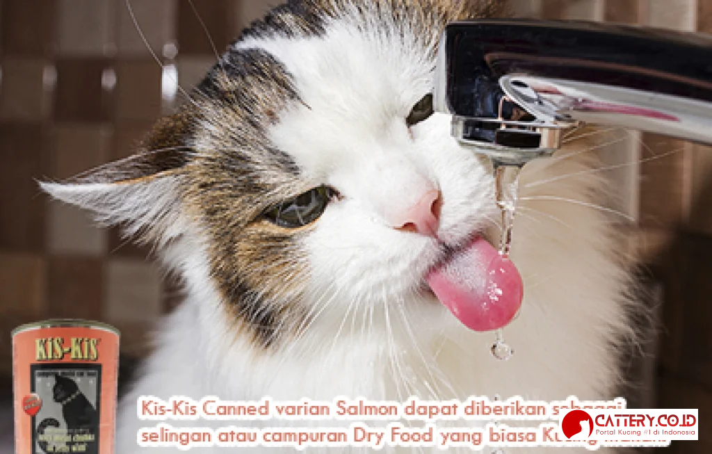 kebutuhan minum kucing harian