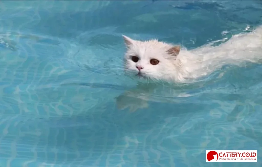 kenapa kucing takut air