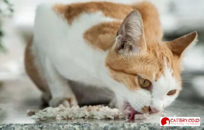 kesalahan memberi makan kucing