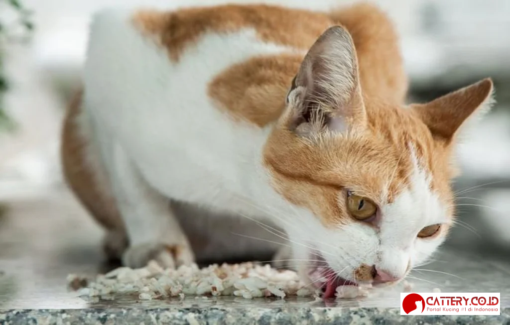 kesalahan memberi makan kucing
