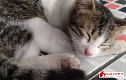 kucing belang berbulu pendek