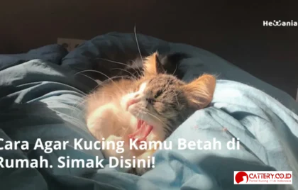 kucing betah di rumah