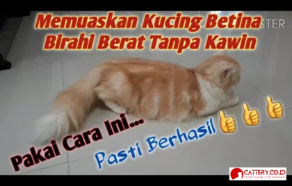 kucing birahi cara mengatasi