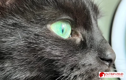 kucing hitam paling cantik