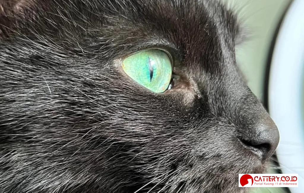 kucing hitam paling cantik