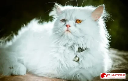 kucing luar negeri populer