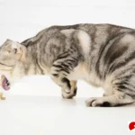 kucing muntah cacing penyebab dan cara mengatasi