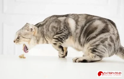 kucing muntah cacing penyebab dan cara mengatasi