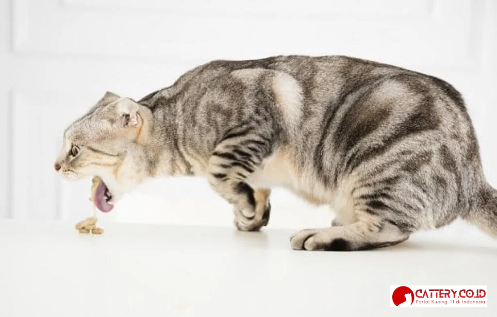 kucing muntah cacing penyebab dan cara mengatasi