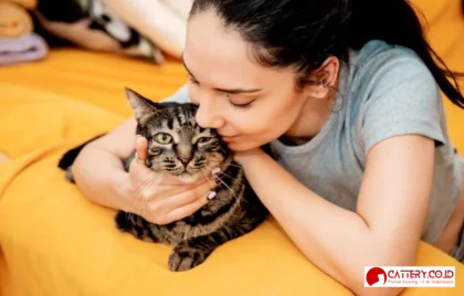 kucing oranye ras cantik