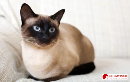 kucing ras siam