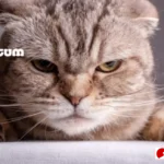 kucing Scottish Fold panduan lengkap