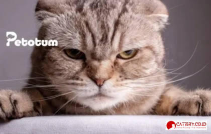 kucing Scottish Fold panduan lengkap