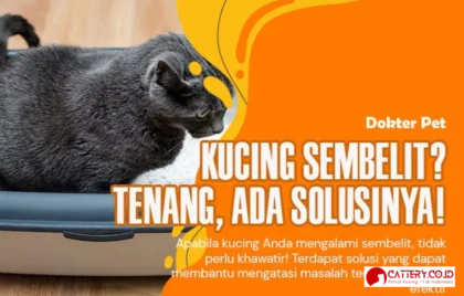 kucing sembelit gejala dan pengobatan