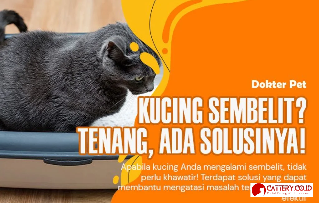 kucing sembelit gejala dan pengobatan