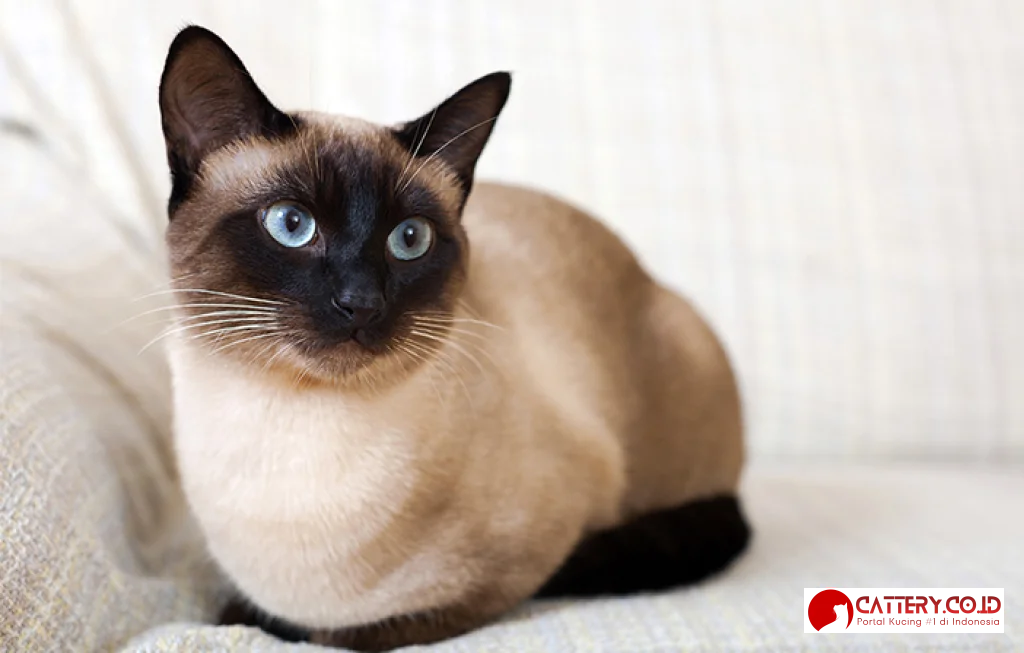 kucing siam kampung