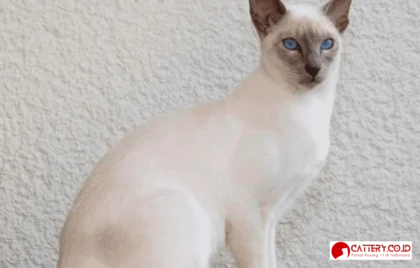 kucing tonkinese whiskas indonesia